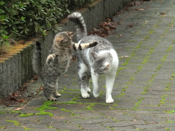 猫画像｜にいちゃんみてみて～！