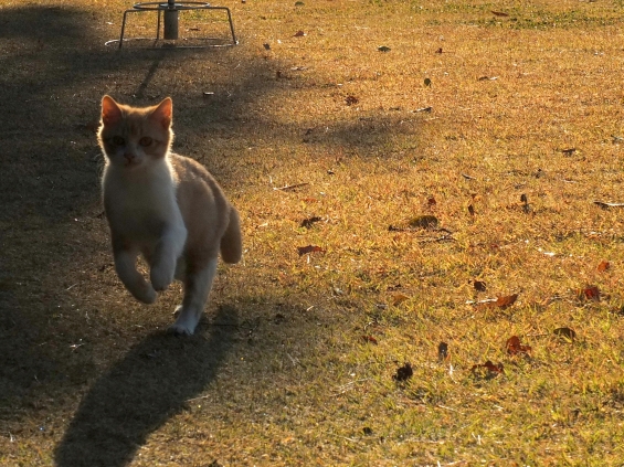 猫画像｜いそげいそげ～！