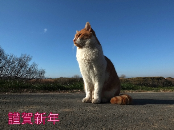 猫画像｜謹賀新年