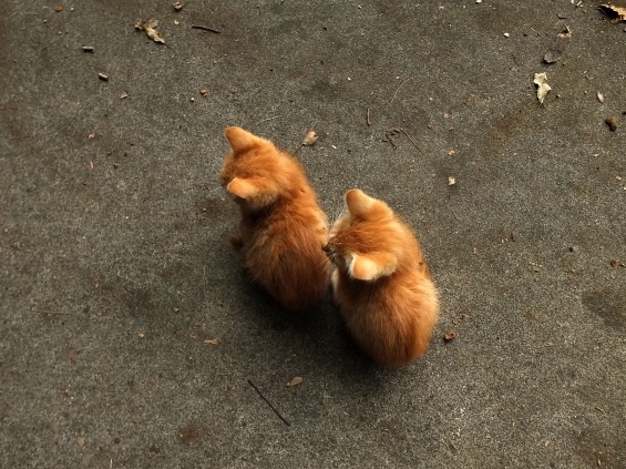 猫画像｜きょうだい