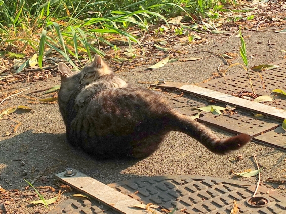 猫画像｜ぎゅうっっっっとね。