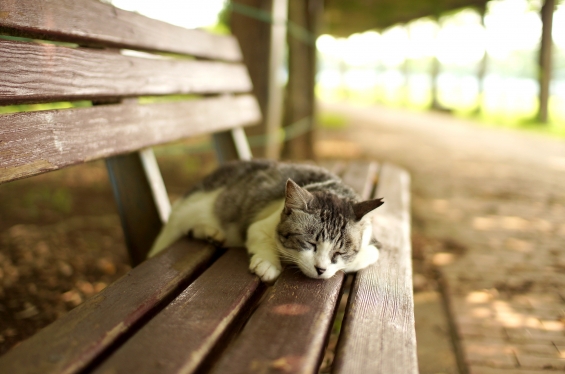 猫画像｜おねむ