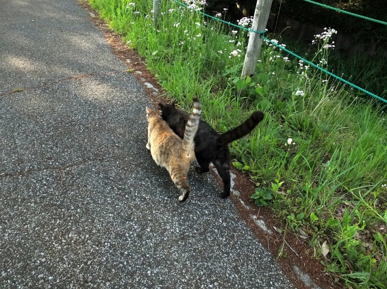 猫画像｜デート❤