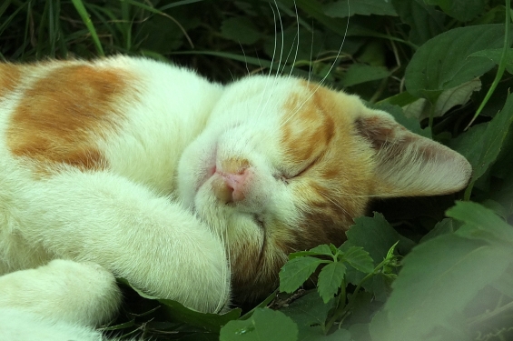 猫画像｜すぴ～