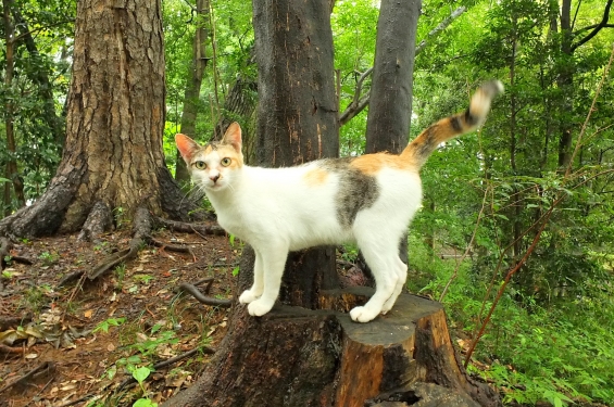 猫画像｜野生