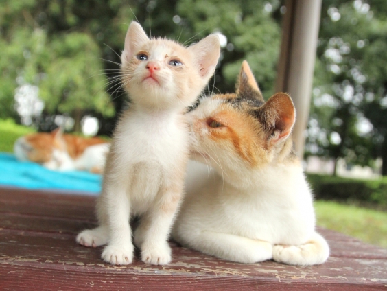 猫画像｜やさしいミケさん