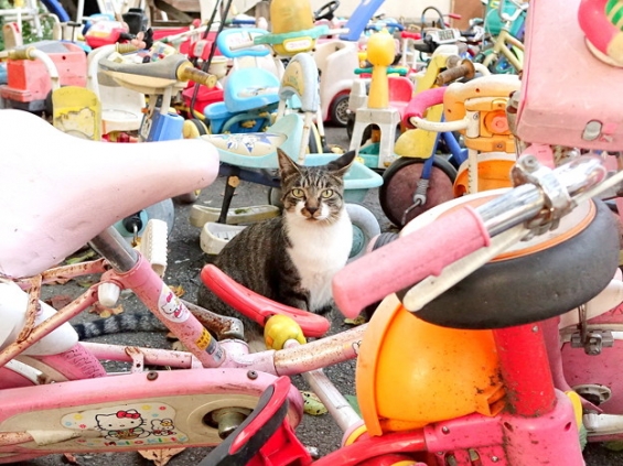 猫画像｜のりものいっぱい
