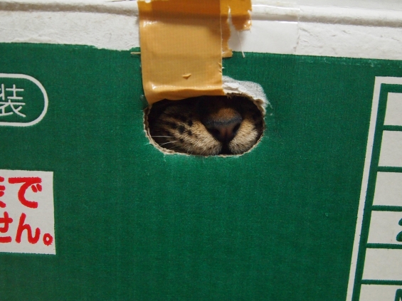 猫画像｜プライバシーを保護しています