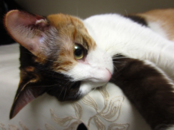 猫画像｜私、ももちゃん　1才です。