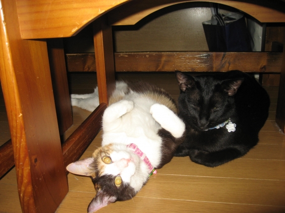 猫画像｜椅子の下が大好き②