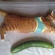 猫画像｜夏の思い出「長さ比べ」