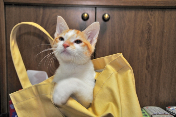 猫画像｜眠たいけど、とりあえず入っときますゎ。