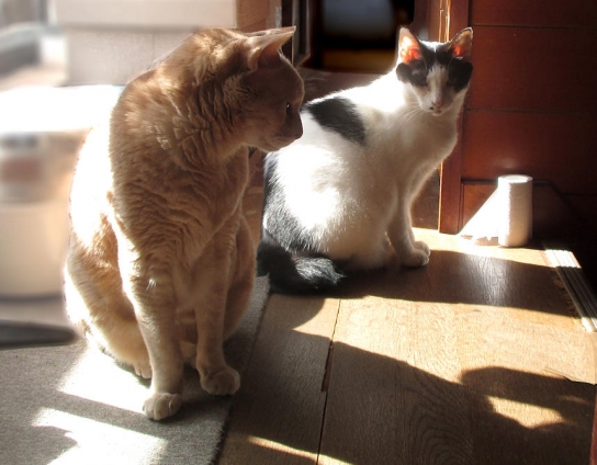 猫画像｜日なたに集まる季節になりました。