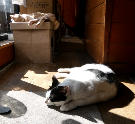 猫画像｜昼下がり