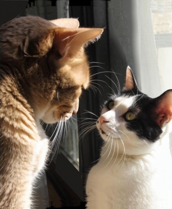 猫画像｜何かしゃべっている？