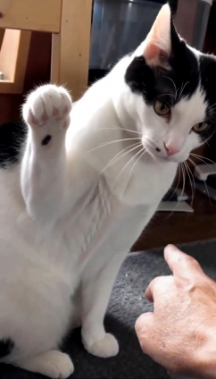 猫画像｜猫パンチ