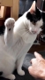 猫パンチ