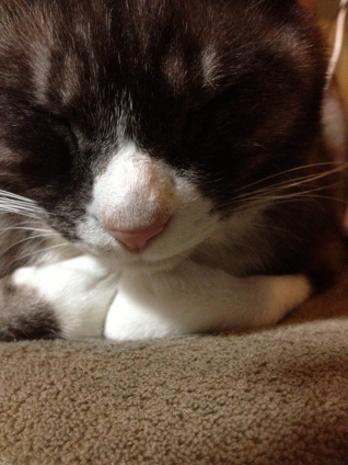猫画像｜オレ、・・眠い。
