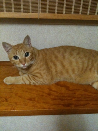 猫画像｜見つかってしまった・・。