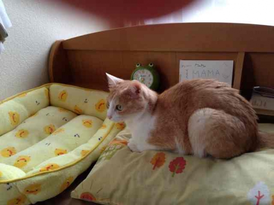 猫画像｜いつも自分のベッドではなく私の枕