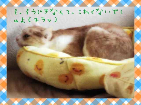 猫画像｜毎日のことだこら