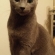 猫画像｜ぉっはにゃぁん！(〃&#039;▽&#039;〃)ﾉｼ☆