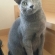 猫画像｜ぉっはにゃぁん！(〃&#039;▽&#039;〃)ﾉｼ☆