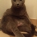 猫画像｜ぉっはにゃぁん！(〃&#039;▽&#039;〃)ﾉｼ☆