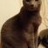 猫画像｜ぉっはにゃぁん！(〃&#039;▽&#039;〃)ﾉｼ☆