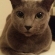 猫画像｜ぉっはにゃぁん！(〃&#039;▽&#039;〃)ﾉｼ☆
