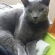 猫画像｜ぉっはにゃぁん！(〃&#039;▽&#039;〃)ﾉｼ☆