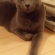猫画像｜ぉっはにゃぁん！(〃&#039;▽&#039;〃)ﾉｼ☆