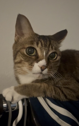 猫画像｜お久ニャン！メルでーす！