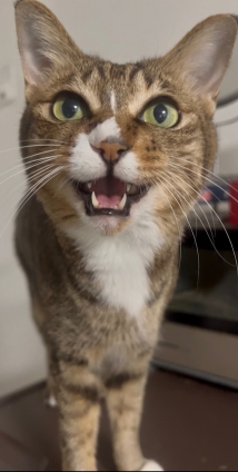 猫画像｜暑中お見舞い申し上げますニャー