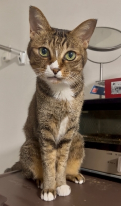 猫画像｜オヤツを出しにゃさいよ！