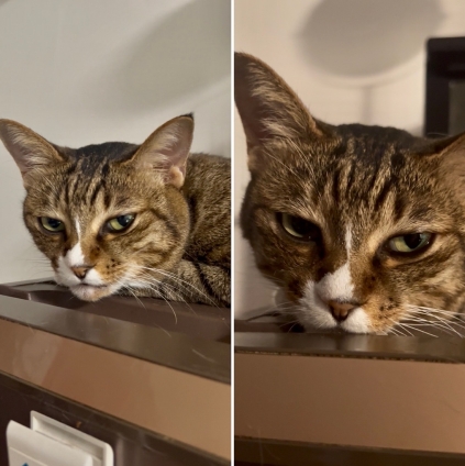 猫画像｜暑すぎる上にDGウザいにゃん！