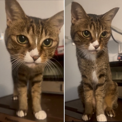 猫画像｜厳しくチェックニャン！メルでーす！