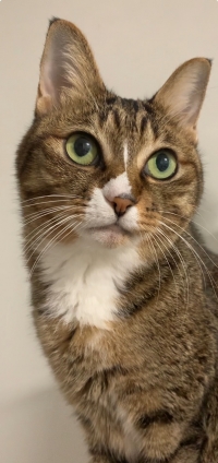 猫画像｜スマホからはやっぱり駄目だったにょよ！