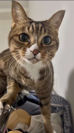 猫画像｜ハンガーラックの上から指令ニャン！