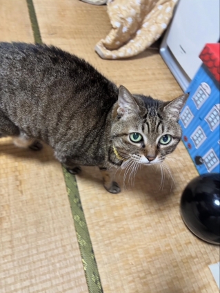 猫画像｜マレーシアにいるざます！