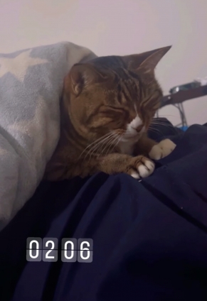 猫画像｜不覚にもうっとりしてしまったニャン！