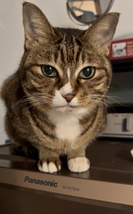 猫画像｜奴隷下僕に激怒ニャン！