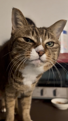 猫画像｜いつもの場所から一喝ニャン！