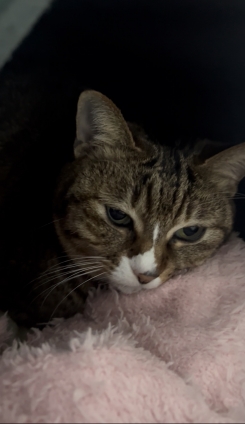 猫画像｜写真うざいにゃん！