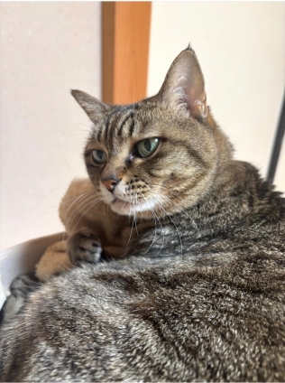 猫画像｜新しい事業を始めるざます！