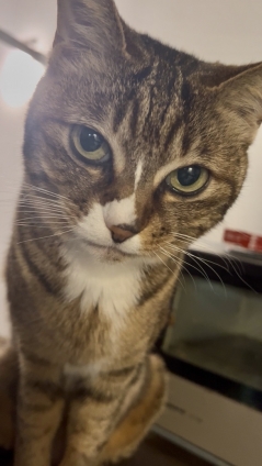 猫画像｜DGを監視にゃん！2026初夏