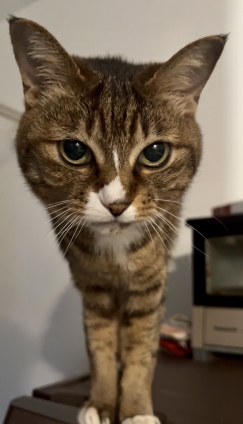 猫画像｜さっさと飯出せニャン！
