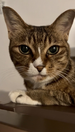 猫画像｜たまには普通の写真にゃん！