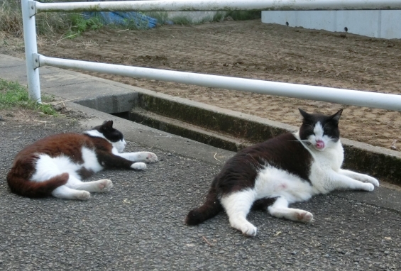 猫画像｜草がニャい(-_-;)