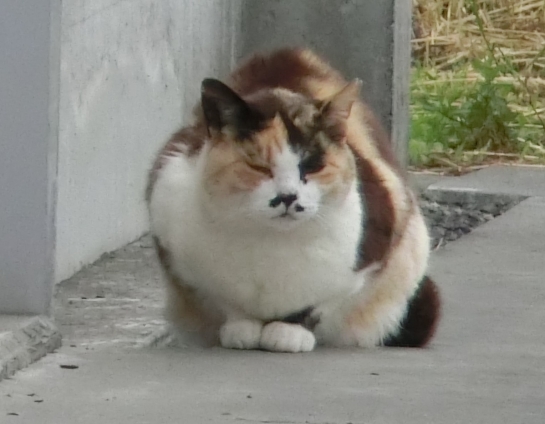 猫画像｜みけ様